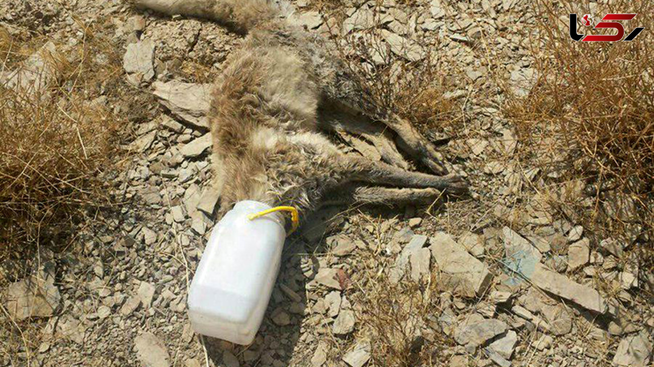 مرگ روباهی که کله اش داخل سطل ماست گیر کرد! + عکس تلخ