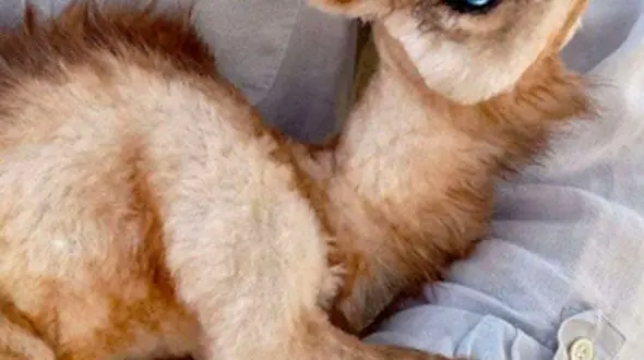 از فرار جانانه لاک پشت تا قدرت خودرو تویوتا