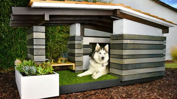 نگهداری حیوانات خانگی و رابطه آن با ابتلا به آسم