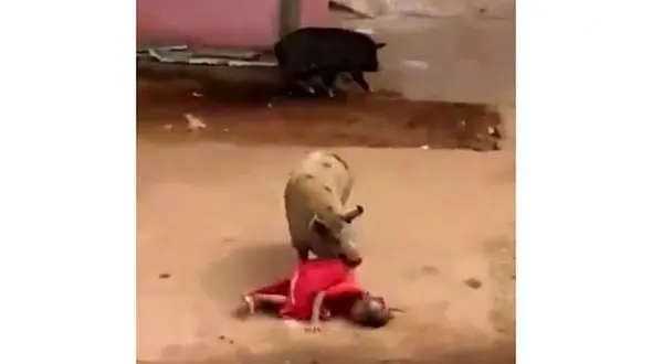 حمله مرگبار دو خوک خشمگین به زن 60 ساله + تصاویر 