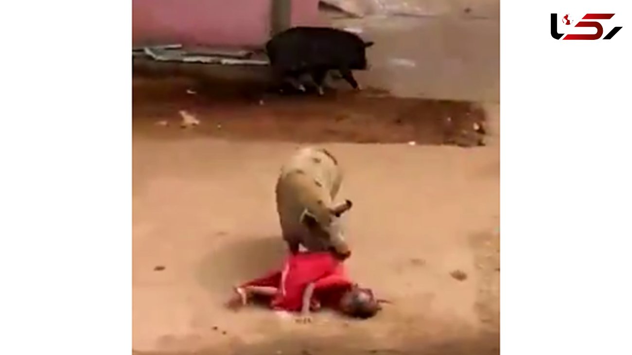 حمله مرگبار دو خوک خشمگین به زن 60 ساله + تصاویر 