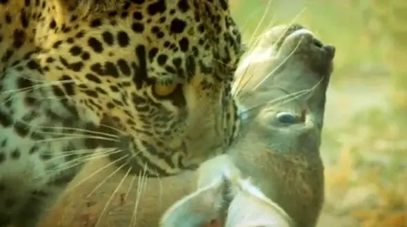 پلنگ گرسنه آهو را خورد + فیلم