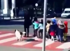 فیلم کمک دیدنی یک سگ به کودکان برای عبور از خیابان
