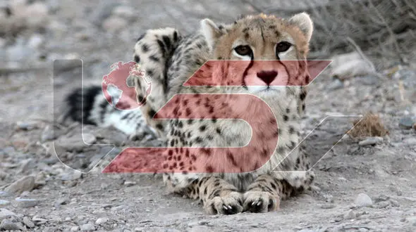 طبق اعلام سازمان محیط زیست : تعداد یوزپلنگ‌های آسیایی در ایران افزایش یافت!/ظهرابی: از ۱۷ به ۲۰ فرد یوز رسیده ایم + فیلم