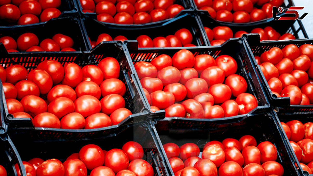 چرا صادرات گوجه‌ فرنگی به عراق آزاد شد؟
