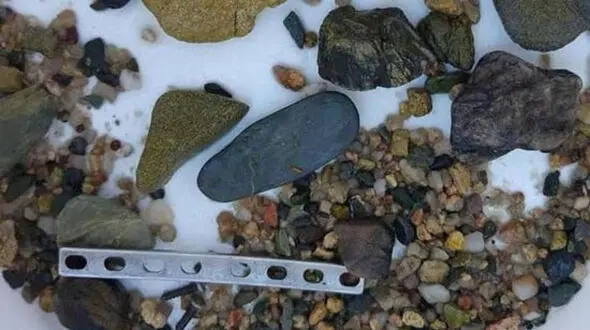 معمایی وحشتناک که در شکم یک تمساح نهفته بود+عکس