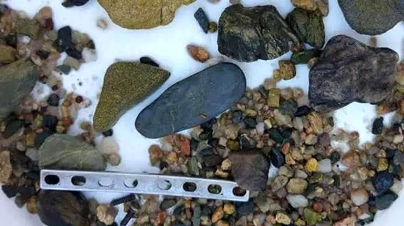 معمایی وحشتناک که در شکم یک تمساح نهفته بود+عکس