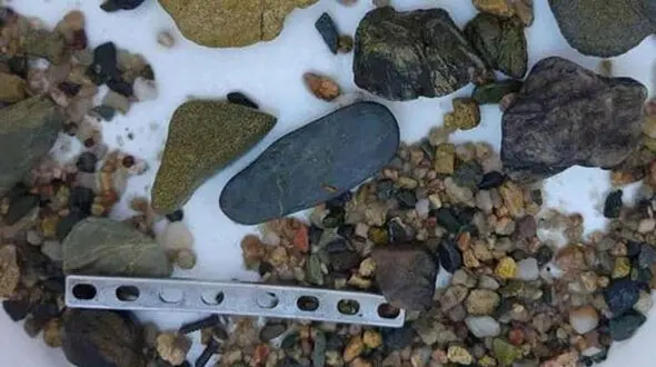 معمایی وحشتناک که در شکم یک تمساح نهفته بود+عکس
