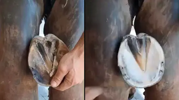 ببینید / ویدئو جالب از نحوه نعل کردن اسب + فیلم 