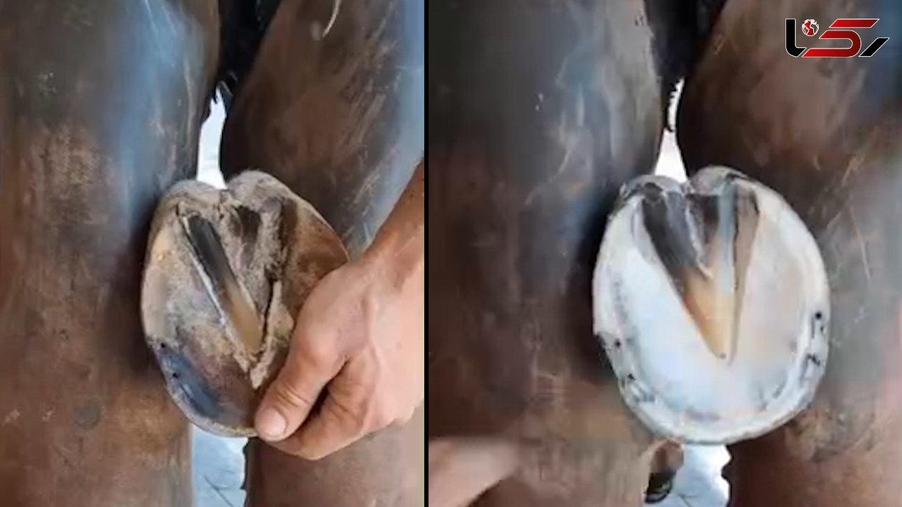 ببینید / ویدئو جالب از نحوه نعل کردن اسب + فیلم 
