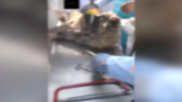 تکرار فاجعه / فیلم سگ کشی فجیع به بهانه تشریح حیوانات در کرمانشاه ! 