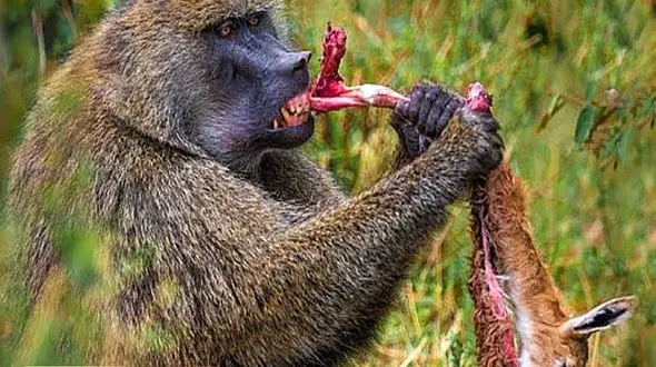 فیلم میمون غول پیکری که ایمپالا را زنده زنده خورد !  / شیر و پلنگ نیست میمون است !