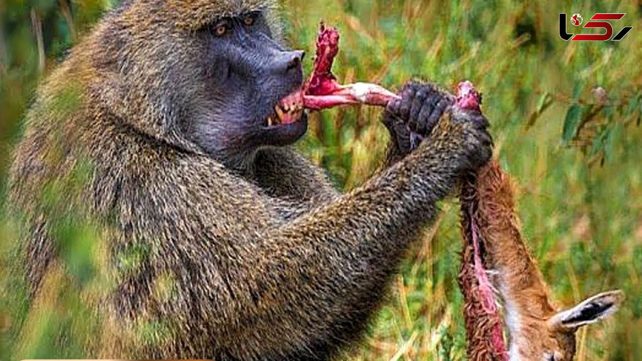 فیلم میمون غول پیکری که ایمپالا را زنده زنده خورد !  / شیر و پلنگ نیست میمون است !