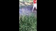 فیلم لحظه حمله شیر سفید به یک گردشگر خارجی