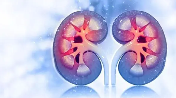 نقش میوه و سبزیجات در سلامت کلیه 