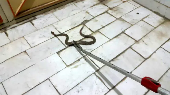 وحشت خانواده بوکانی از حمله یک مار سمی در خانه +عکس