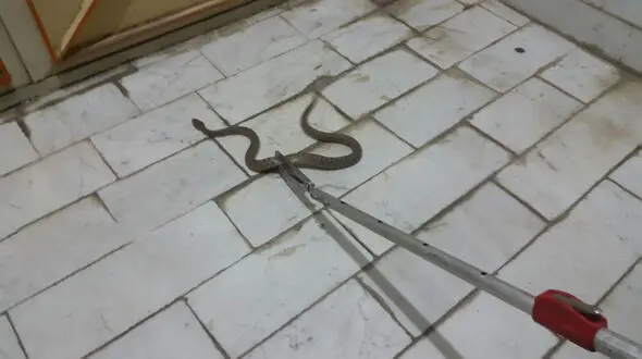 وحشت خانواده بوکانی از حمله یک مار سمی در خانه +عکس