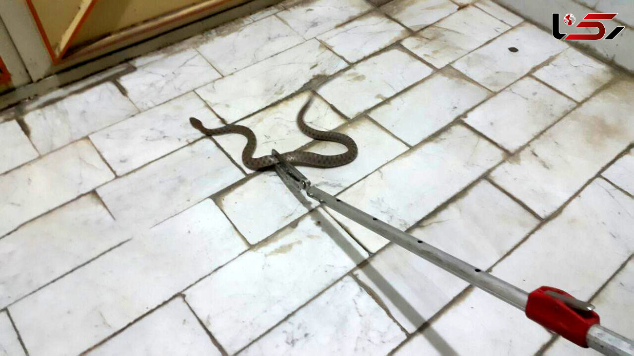 وحشت خانواده بوکانی از حمله یک مار سمی در خانه +عکس
