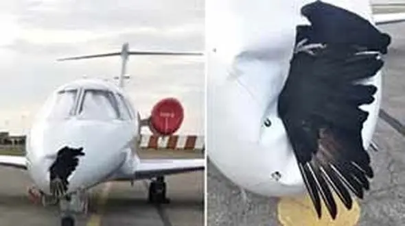  تصادف شاخ‌به‌شاخ هواپیما با عقاب +عکس