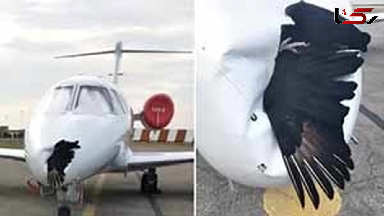  تصادف شاخ‌به‌شاخ هواپیما با عقاب +عکس