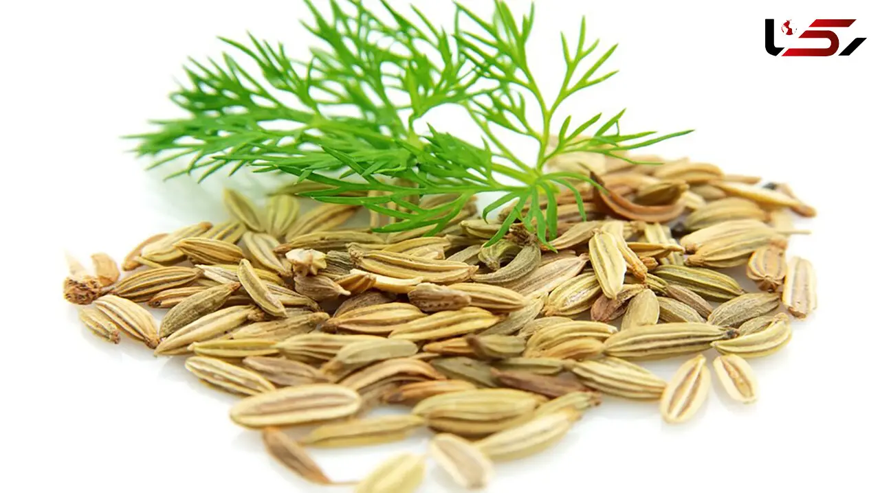 رازیانه چیست؟ / ممنوعیت های مصرف رازیانه + روش‌ های تهیه ماسک رازیانه / طرز تهیه رازیانه پلو