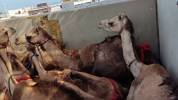 این شتر ها گمرک ایران را به هم ریختند + عکس های ناراحت کننده
