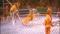ببینید / لحظه وحشتناک شورش و حمله شیرها در سیرک
