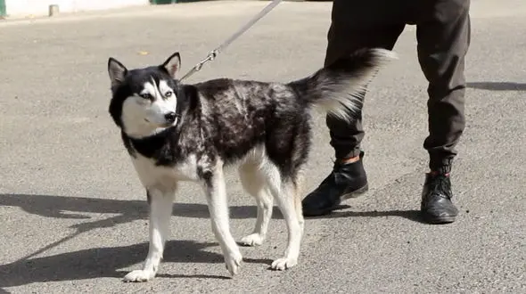 برخورد جدی پلیس تهران با سگ گردانی / رییس پلیس تهران اعلام کرد + فیلم