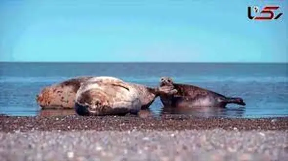 بحران زیست‌محیطی در سواحل مازندران؛ لاشه ۱۶ فُک در خزر پیدا شد