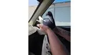 حادثه مرگبار برای 3 مرد کبوترباز مرندی/ یک نفر جان باخت یک نفر به کما رفت!