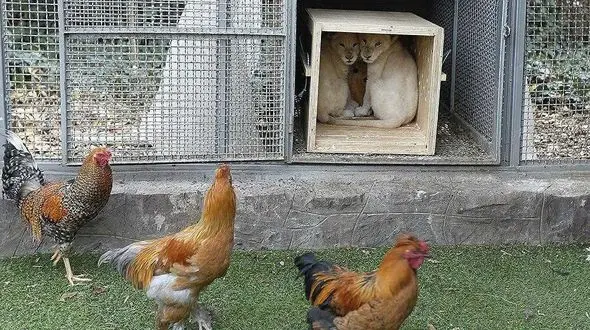 وحشت بچه شیرهای سفید آفریقایی از خروس های ایرانی + عکس