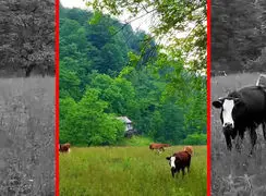 فیلم چریدن گاوها در سوادکوه گالشکلا