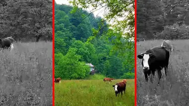 فیلم چریدن گاوها در سوادکوه گالشکلا