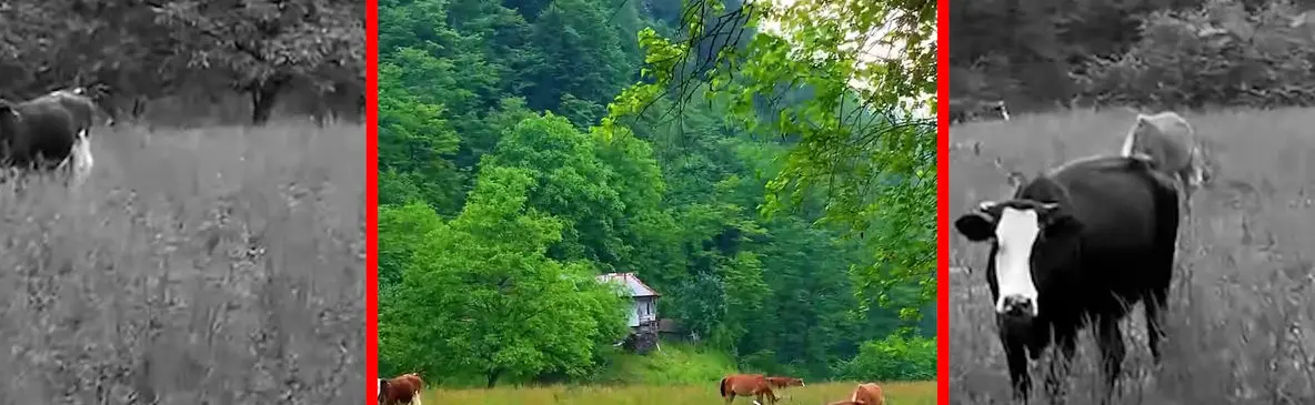 فیلم چریدن گاوها در سوادکوه گالشکلا