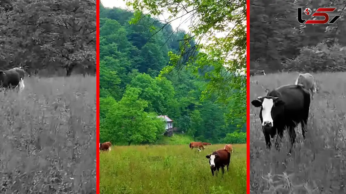 فیلم چریدن گاوها در سوادکوه گالشکلا