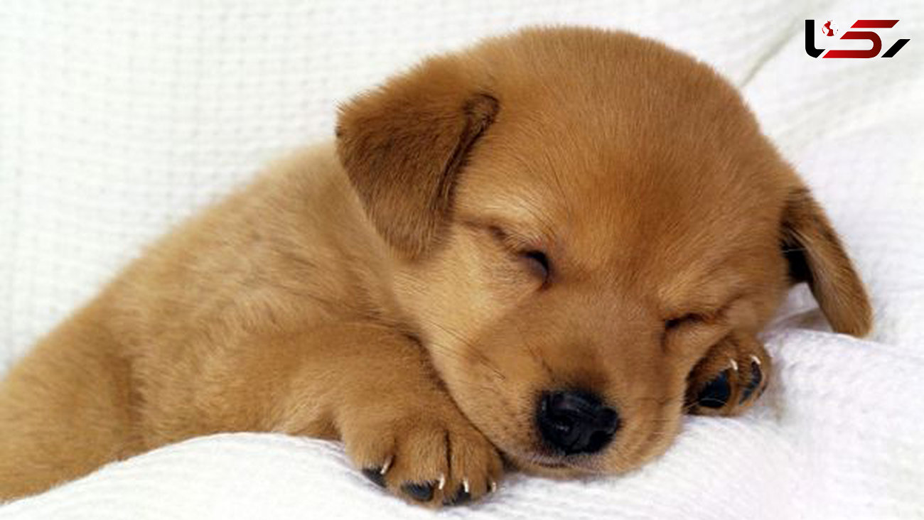 آیا سگ ها خواب می بینند 