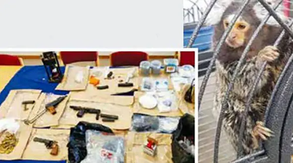 بازداشت قاچاقچیان میمون