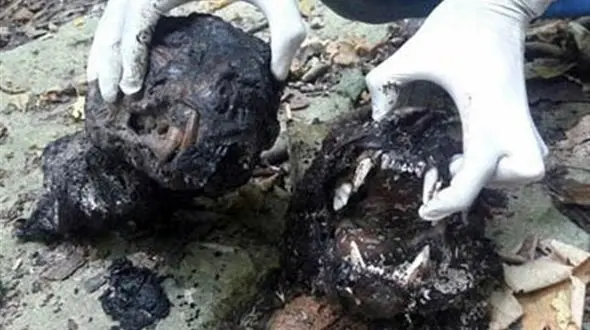 عاملان سلاخی ماده پلنگ و توله‌اش در بهشهر هنوز دستگیر نشده اند