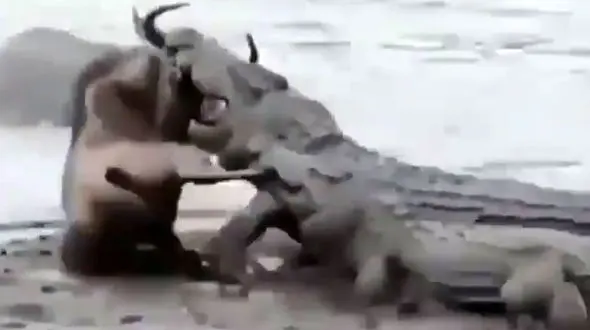 شکار گوزن توسط کروکدیل + فیلم