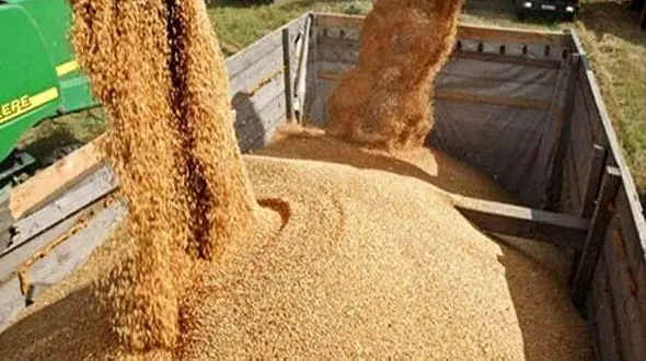 ببینید /  سیلوی گندم حمیدیه در خوزستان فرو ریخت  + فیلم