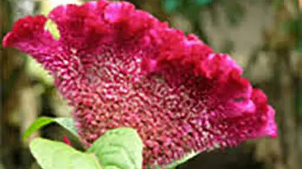 کاهش کلسترول با دانه گیاه تاج خروس 