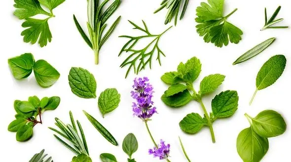 داروهای گیاهی برای دردهای مختلف بدن