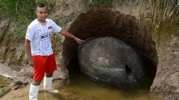 کشف تخم دایناسور با قدمت 10 هزار سال قبل+عکس