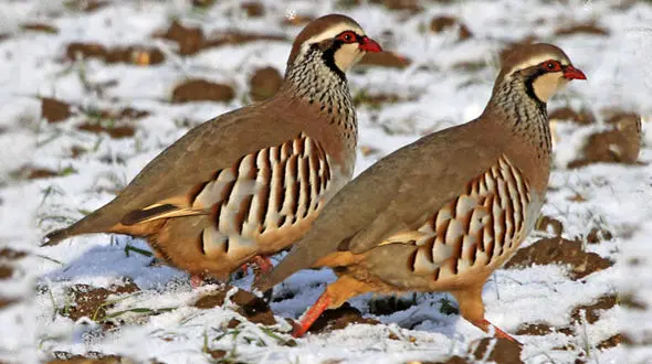 نگارش مقاله علمی پرنده شناسی مجازات شکار کبک