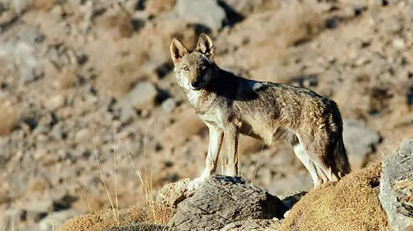 لحظه شکار بره وحشی توسط گرگ در چهارمحال‌وبختیاری + فیلم