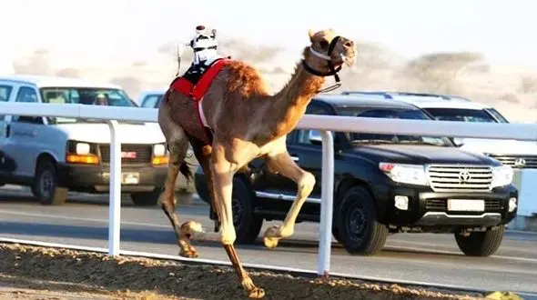 جایزۀ 116 میلیاردی برای شتری که ملکۀ زیبایی درعربستان شد !