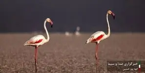 فیلم بی نظیر از جوجه فلامینگو‌ها در  مهارلو