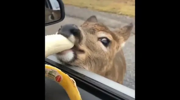 بچه آهوی عاشق موز را ببینید + فیلم