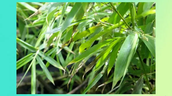 تست : چشمان قدرتمندی دارید؟ / وارد این چالش شوید! + تصویر