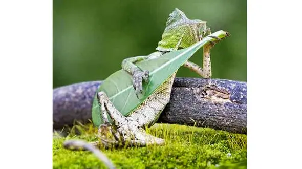 مارمولک نوازنده شهرت جهانی پیدا کرد+عکس